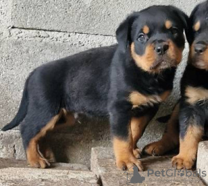 Foto №1. rottweiler - zum Verkauf in der Stadt Lisbon | verhandelt | Ankündigung № 126860