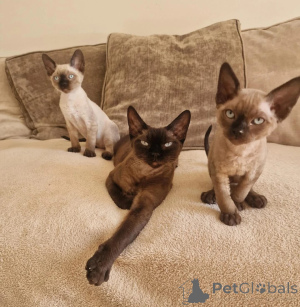Foto №1. devon rex - zum Verkauf in der Stadt Bergkamen | 350€ | Ankündigung № 177567