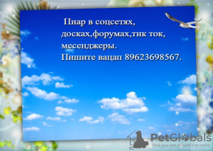 Foto №2. Dienstleistungen für die Lieferung und den Transport von Katzen und Hunden in Russische Föderation. Price - verhandelt. Ankündigung № 7936