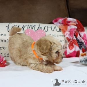 Foto №1. maltipu - zum Verkauf in der Stadt Berlin | 900€ | Ankündigung № 150161