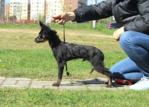 Foto №1. mischlingshund - zum Verkauf in der Stadt Minsk | verhandelt | Ankündigung № 6505