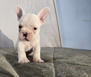 Foto №3. Reine Französische Bulldoggenwelpen. Frankreich