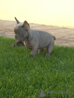 Foto №2 zu Ankündigung № 125711 zu verkaufen französische bulldogge - einkaufen Serbien züchter