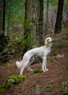 Zusätzliche Fotos: Saluki-Welpen, Hündinnen und Rüden