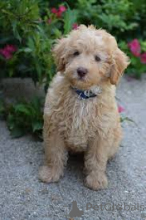 Foto №3. Labradoodle-Welpen zu verkaufen. Großbritannien