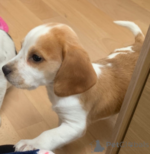 Foto №2 zu Ankündigung № 172822 zu verkaufen beagle - einkaufen Tschechische Republik quotient 	ankündigung, züchter