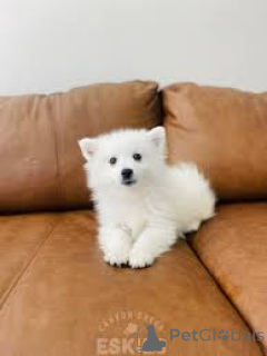 Foto №1. mischlingshund - zum Verkauf in der Stadt Berlin | verhandelt | Ankündigung № 136852