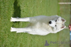 Zusätzliche Fotos: Sibirischer Husky männlich zu verkaufen