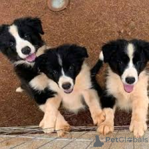 Foto №2 zu Ankündigung № 165418 zu verkaufen border collie - einkaufen Österreich quotient 	ankündigung, züchter