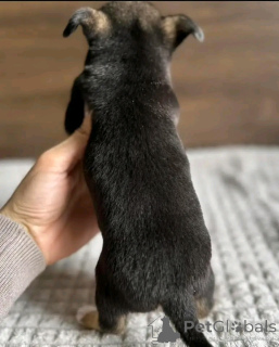 Foto №3. Teetasse Chihuahua Welpe zur Adoption. USA