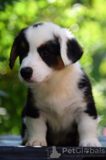 Zusätzliche Fotos: Süße Cardigan Welsh Corgi Welpen aus Ungarn kennel@cardibakery.hu