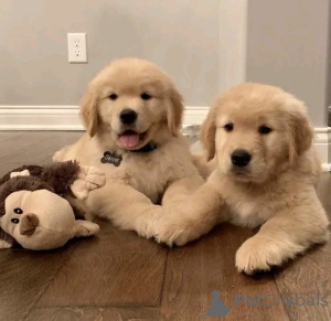 Foto №3. Golden Retriever Welpen Verefar für. Deutschland