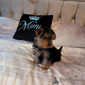 Foto №2 zu Ankündigung № 162999 zu verkaufen yorkshire terrier - einkaufen USA züchter