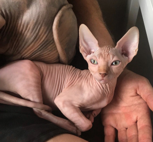 Foto №2 zu Ankündigung № 683 zu verkaufen sphynx-katze - einkaufen Estland quotient 	ankündigung