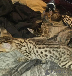 Foto №2 zu Ankündigung № 176013 zu verkaufen savannah-katze - einkaufen Deutschland quotient 	ankündigung