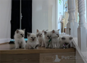 Foto №1. ragdoll-katze - zum Verkauf in der Stadt Aalborg | 350€ | Ankündigung № 153865