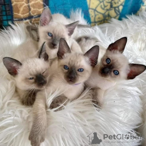 Foto №3. kauniita siamilaisia kissanpentuja. Finnland