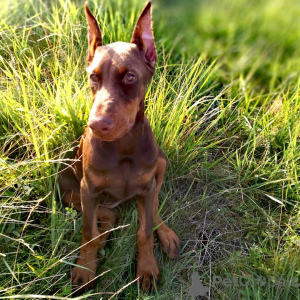 Foto №1. dobermann - zum Verkauf in der Stadt Bünsdorf | 900€ | Ankündigung № 149009