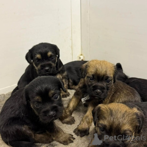 Foto №2 zu Ankündigung № 175420 zu verkaufen border terrier - einkaufen Litauen quotient 	ankündigung, züchter