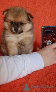 Foto №1. pommersche spitz - zum Verkauf in der Stadt Mayrhofen | verhandelt | Ankündigung № 139017