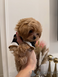 Foto №1. maltipu - zum Verkauf in der Stadt München | verhandelt | Ankündigung № 163591