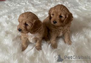 Foto №2 zu Ankündigung № 125081 zu verkaufen cavalier king charles spaniel - einkaufen Deutschland quotient 	ankündigung