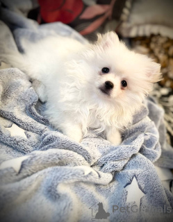 Foto №2 zu Ankündigung № 146675 zu verkaufen pommersche spitz - einkaufen Weißrussland quotient 	ankündigung