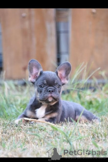 Foto №2 zu Ankündigung № 114982 zu verkaufen französische bulldogge - einkaufen Serbien züchter