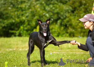 Foto №1. mischlingshund - zum Verkauf in der Stadt Elektrostal | 1€ | Ankündigung № 151420