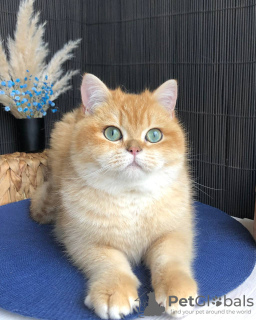 Foto №2 zu Ankündigung № 97191 zu verkaufen britisch kurzhaar - einkaufen Ukraine vom kindergarten