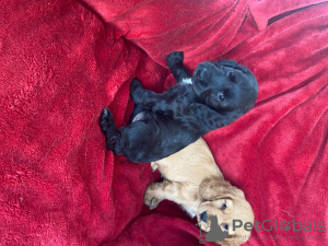 Foto №2 zu Ankündigung № 99349 zu verkaufen dobermann - einkaufen Finnland vom kindergarten