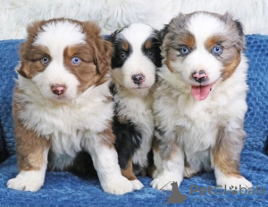 Foto №1. australian shepherd - zum Verkauf in der Stadt Egerkingen | 450€ | Ankündigung № 129177