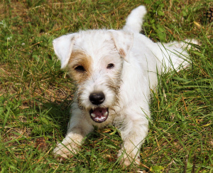 Foto №3. Parson Russell Terrier Welpen. Weißrussland
