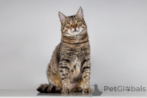 Foto №1.  - zum Verkauf in der Stadt Chimki | Frei | Ankündigung № 166044