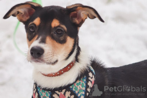 Foto №2 zu Ankündigung № 77413 zu verkaufen mischlingshund - einkaufen Russische Föderation quotient 	ankündigung