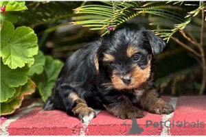 Foto №1. yorkshire terrier - zum Verkauf in der Stadt Newtown | verhandelt | Ankündigung № 104856