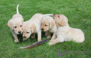 Foto №1. labrador retriever - zum Verkauf in der Stadt Berlin | Frei | Ankündigung № 97827