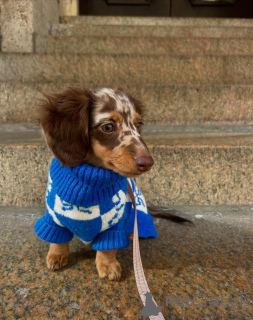 Foto №2 zu Ankündigung № 167200 zu verkaufen dackel - einkaufen Deutschland quotient 	ankündigung, aus dem tierheim