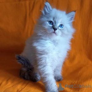Foto №1. sibirische katze - zum Verkauf in der Stadt Calw | 350€ | Ankündigung № 177654