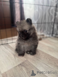 Foto №3. Spitzwelpe. Israel