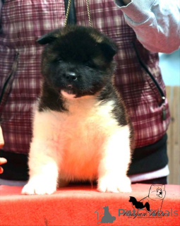 Foto №3. Amerikanische Akita Welpen. Serbien