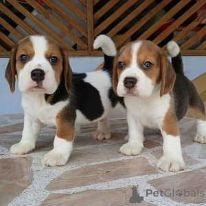 Foto №2 zu Ankündigung № 167286 zu verkaufen beagle - einkaufen Deutschland quotient 	ankündigung