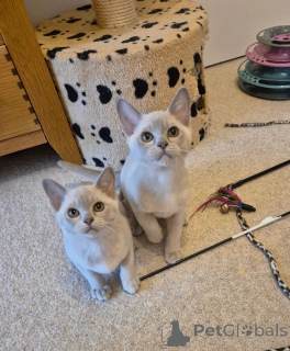 Foto №1. burma-katze - zum Verkauf in der Stadt Schlechtes Vilbel | 450€ | Ankündigung № 166313