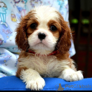 Foto №1. cavalier king charles spaniel - zum Verkauf in der Stadt Vilovo | verhandelt | Ankündigung № 139035