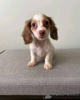 Foto №3. Verfügbar, vom Tierarzt untersucht. Auf dem neuesten Stand, entwurmt, geimpft.. Deutschland