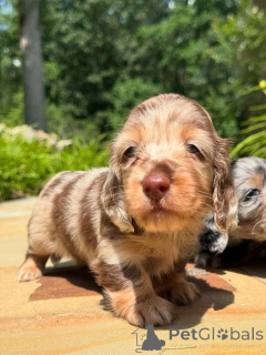 Foto №1. dackel - zum Verkauf in der Stadt Dublin | verhandelt | Ankündigung № 160275