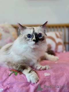 Foto №2 zu Ankündigung № 155569 zu verkaufen ragdoll-katze - einkaufen Schweiz quotient 	ankündigung