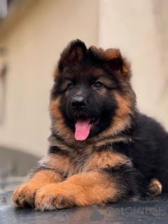 Foto №1. deutscher schäferhund - zum Verkauf in der Stadt Sance Paulo | 484€ | Ankündigung № 168018