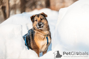 Foto №2 zu Ankündigung № 130126 zu verkaufen mischlingshund - einkaufen Russische Föderation aus dem tierheim