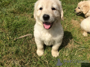 Foto №3. Wunderschöner Golden Retriever zur kostenlosen Adoption. Deutschland